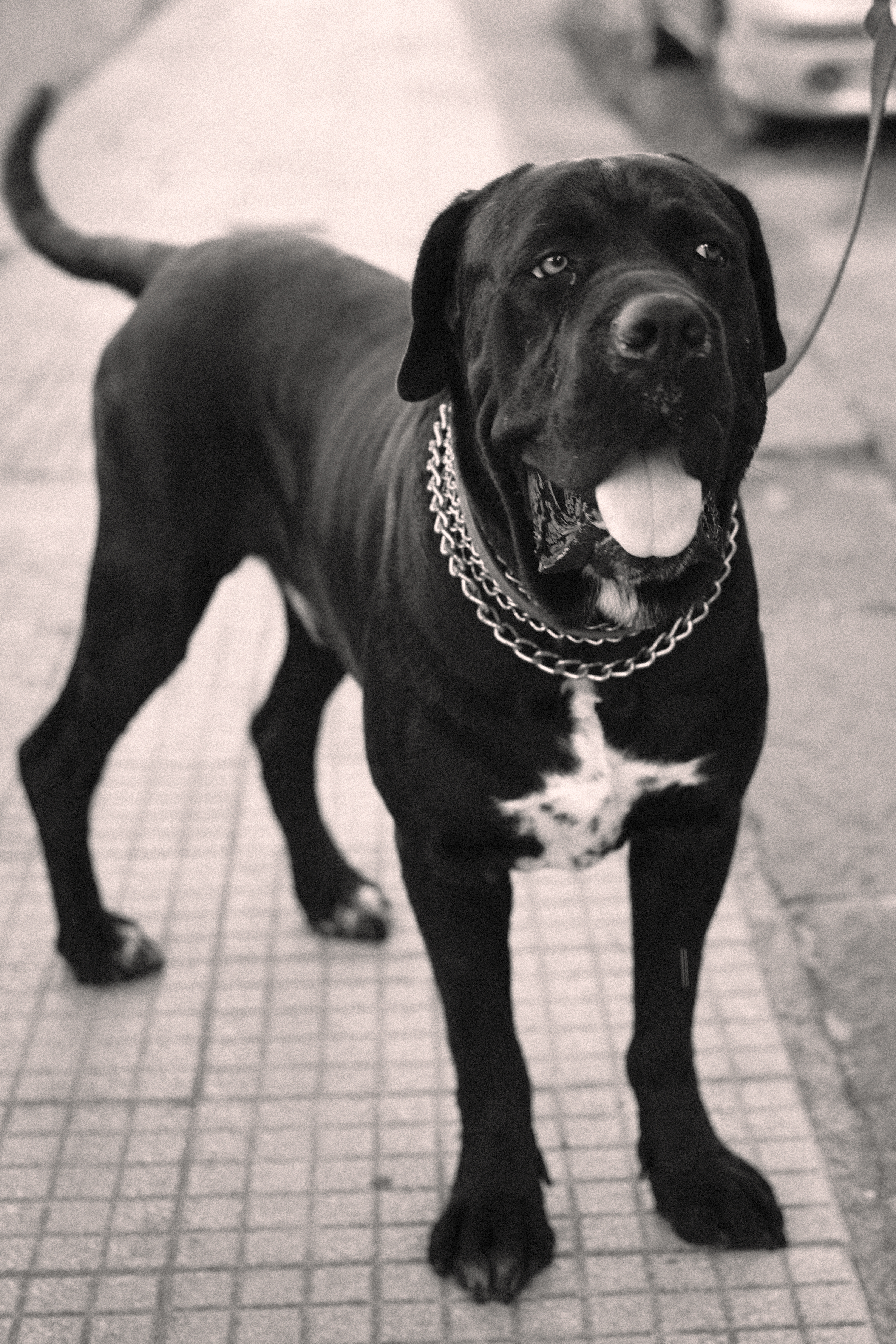 dog